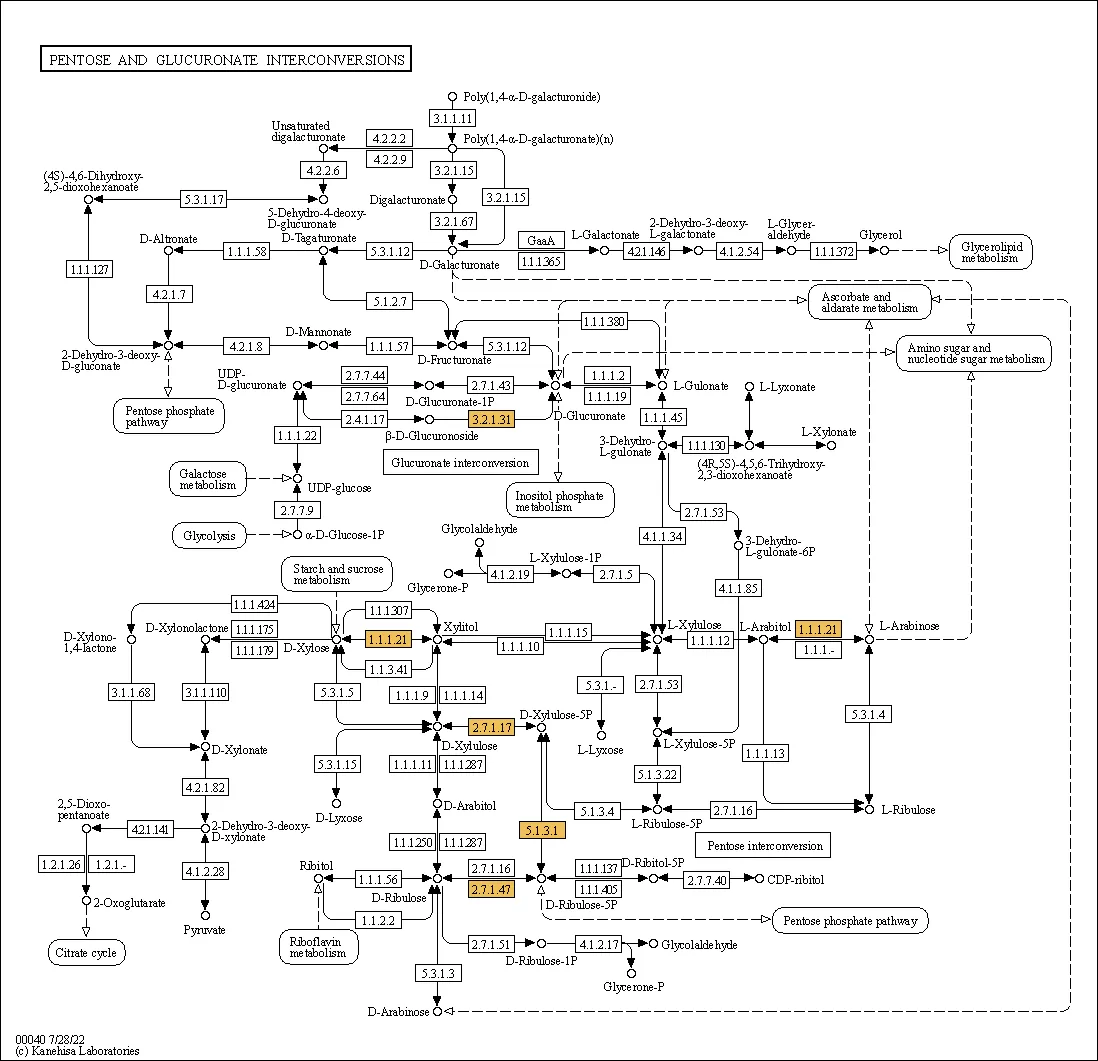 KEGG pathway map of differentially expressed proteins showing gene positions and interaction networks